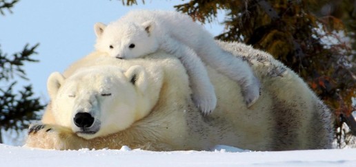 Polar bear cub lying on top of mother
