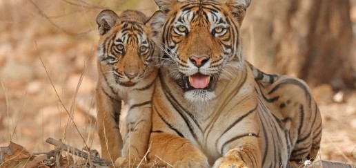  Bengal tiger laying down with cub