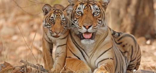  Bengal tiger with cub
