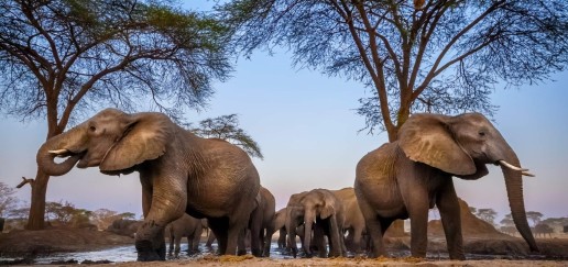 Herd of Elephants at a waterhole