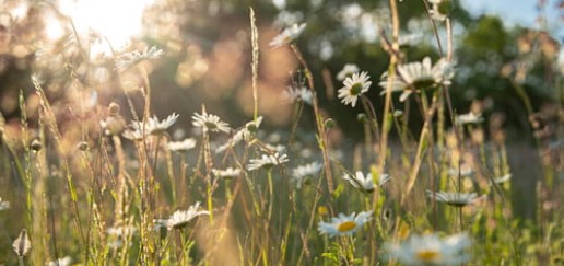 Wildflower meadow of daisies in the evening light