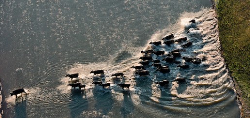 aerial shot of buffalo crossing a river