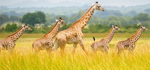 Group of giraffes at Mikumi National Park