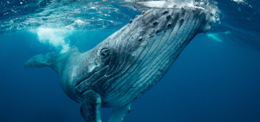 A close up shot of a humpback whale, partially breaching the water 