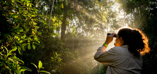 A conservation worker carrying out a survey, in a sunlit rainforest
