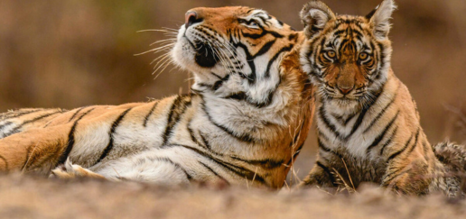 A tigress lying next to her cub, who gazes into the distance