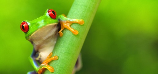 A red-eyed tree frog clinging to the stem of a small plant.