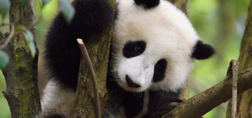 Giant panda cub sat in a tree