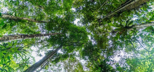 View of trees from the forest floor in the Amazon