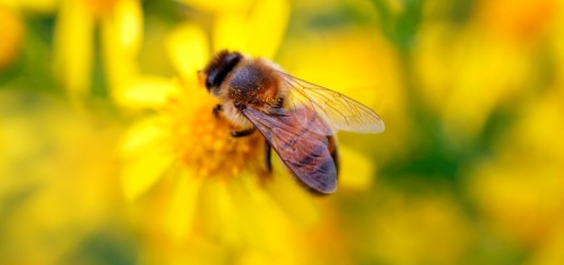 Close up of a bee feeding on a yellow flower