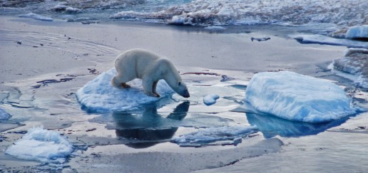 A polar bear on melting ice in the arctic
