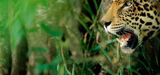 The profile of a jaguars head is close up, in front of greenery and vegetation in the Cerrado