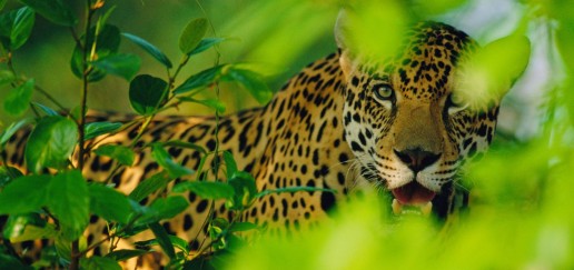 Close up of Jaguar in Chiribiquete National Park