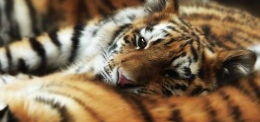 sleepy tiger cub leaning head on another tiger