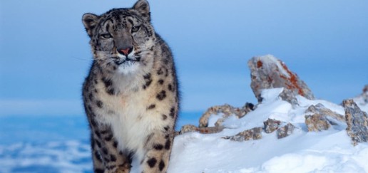 Snow Leopard in the snow