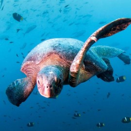 Sea Turtle, Galapagos