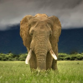 Elephant in field