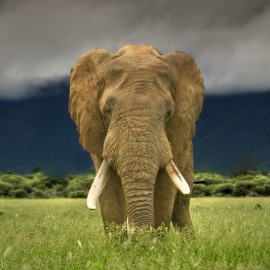 Adopt an Animal Today | WWF