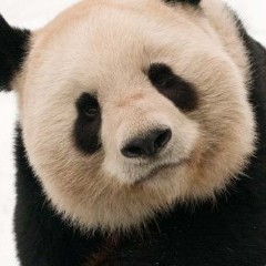 Panda teaser