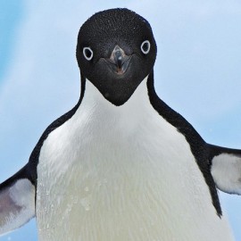 Penguin facing the camera