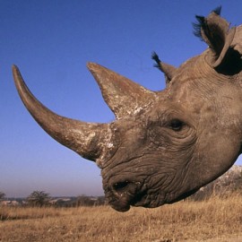 Rhino close up