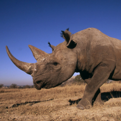 Side view of a Black rhinoceros walking