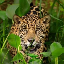  Jaguar hunting along river
