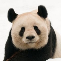 Giant panda lying on snow