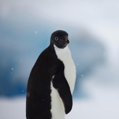Close up of an Adelie penguin on Antarctic Peninsula