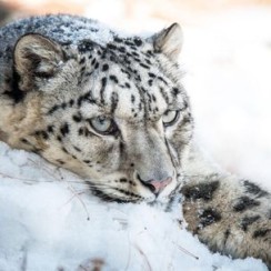 Snow Leopard laying down in the snow in Pakistan