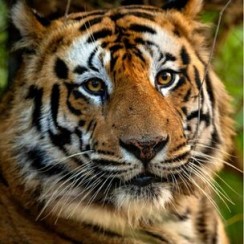 Face portrait of Male tiger from Bandhavgarh