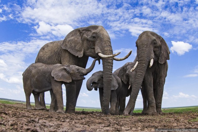 Group of Elephants at a Waterhole