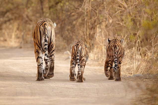Tiger with two cubs walking in a row away from the camera