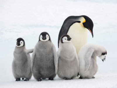 Four Emperor penguin chicks stood in front of adult penguin