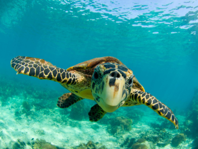 Close up of Hawksbill turtle swimming underwater