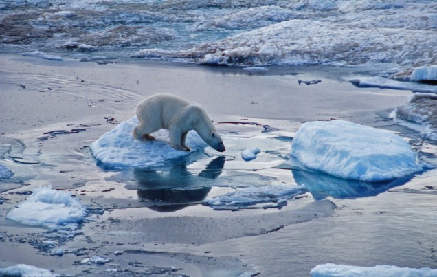 A polar bear on melting ice in the arctic