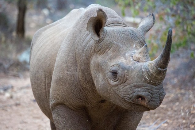 Close up of a young rhino walking toward the camera