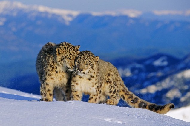 Snow Leopard Pair In Alpine habitat