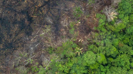 Aerial view of deforestation of the Amazon rainforest. 