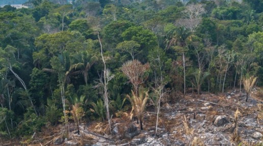 Deforestation of the Amazon
