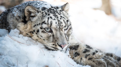 Snow Leopard Lying In Snow