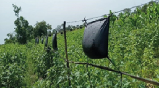A chilli fence - a natural elephant deterrent - next to a farmer's crops