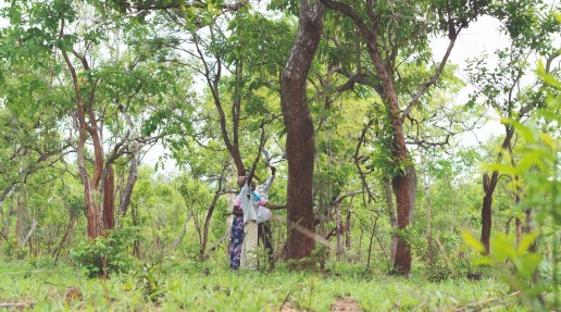 locals in forest inspecting tree