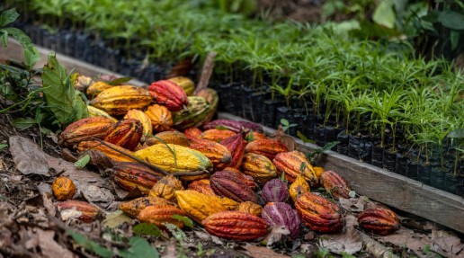 Seedlings and harvested cacao seed pods 