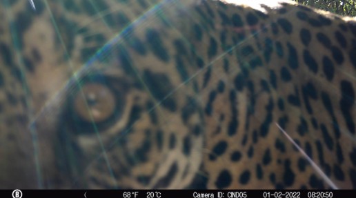 close up image of a jaguar, taken by a camera trap