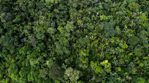 Aerial view of the canopy of the Amazon rainforest