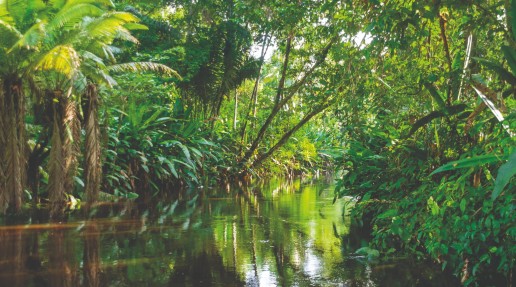 Low shot of river flowing through Amazon forest