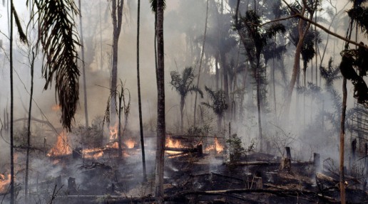 Amazon rainforest being burnt to make land for pastures