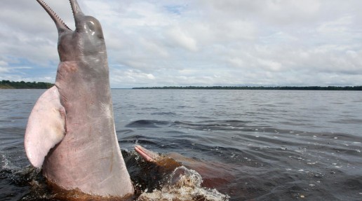 Amazon river dolphin leaping out of the water