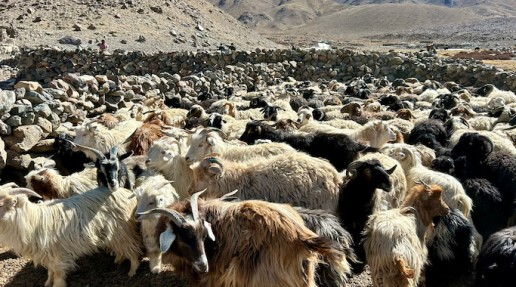 a farmer's paddock in the mountains full of sheep and other livestock